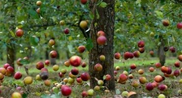 Důvody, proč švestka padá dříve, než dozraje a co dělat